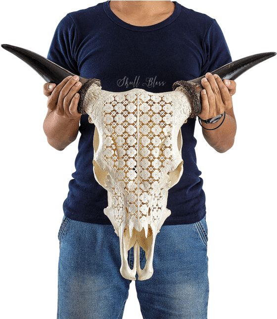 Carved Cow Skull - Skull (645x645), Png Download