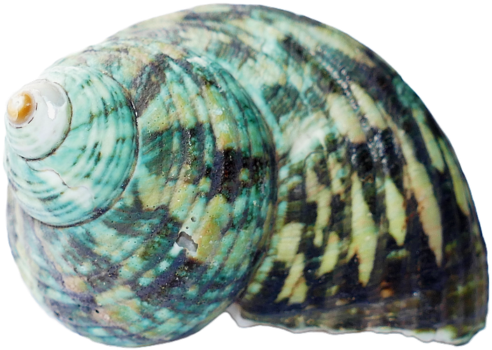 Seashell, Shells, Sea, White, Beach, Nature, Marine - Png Seashell (960x640), Png Download