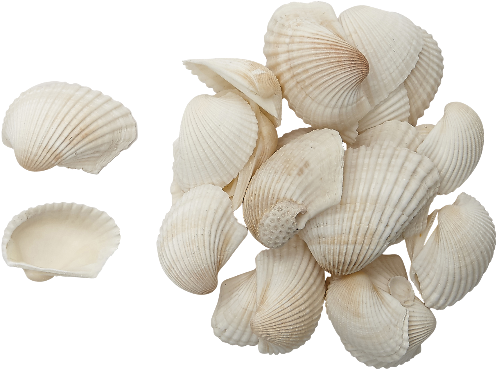 Caribbean Ark Shells 2-3" 1 Gallon (2103x1658), Png Download