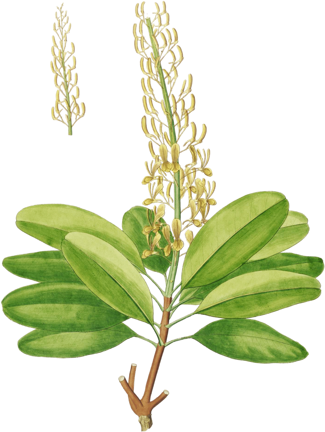 Vochysia Magnifica (1200x1569), Png Download
