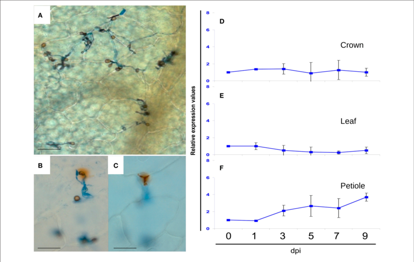 Light Microscopic Analysis Of Dab Stained Preparations - Colletotrichum Acutatum Secreted Protein (850x537), Png Download
