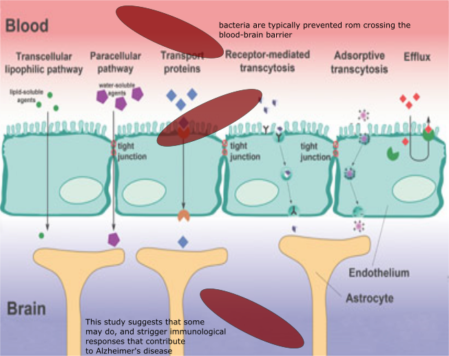 The Blood Brain Barrier Conceot - Mechanism Of Nasal Drug Absorption (652x517), Png Download