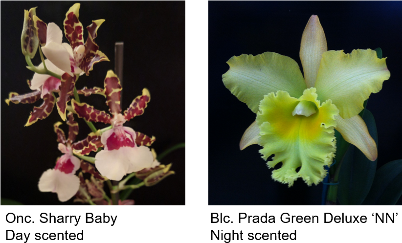 Picture - Orchids Of The Philippines (853x515), Png Download