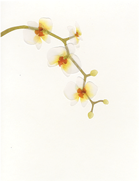 Papyrus Everyday Blank Cards - Phalaenopsis Sanderiana (600x600), Png Download