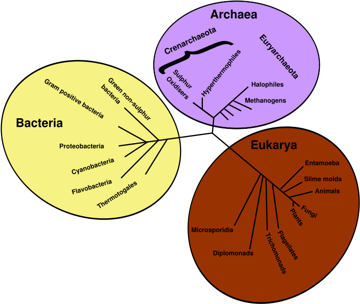 Escherichia Coli Clipart Anaerobic Bacteria - Drzewo Rodowe Organizmów (722x600), Png Download