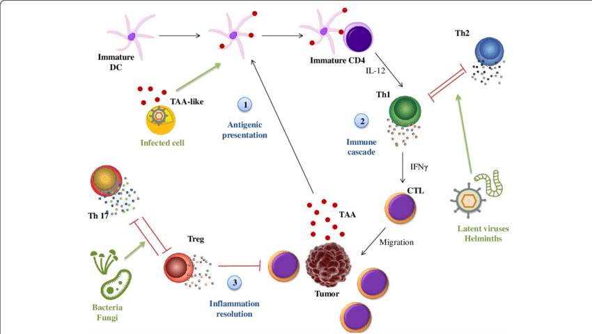 Bacteria Png Immune System - Immune System (850x480), Png Download