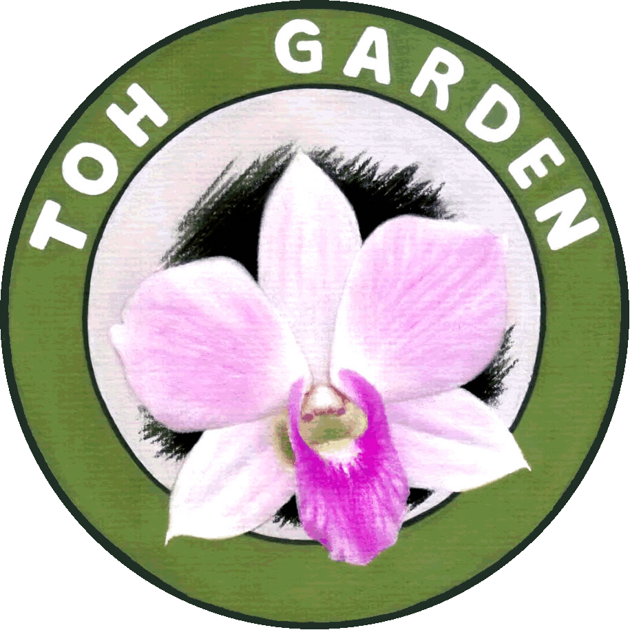 Chinese New Year Orchids And Plants - Toh Garden (915x915), Png Download