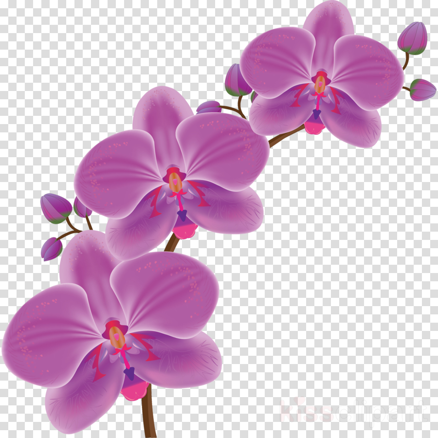 Borders And Frames Drawing Clip Art - นวด แผน โบราณ (900x900), Png Download