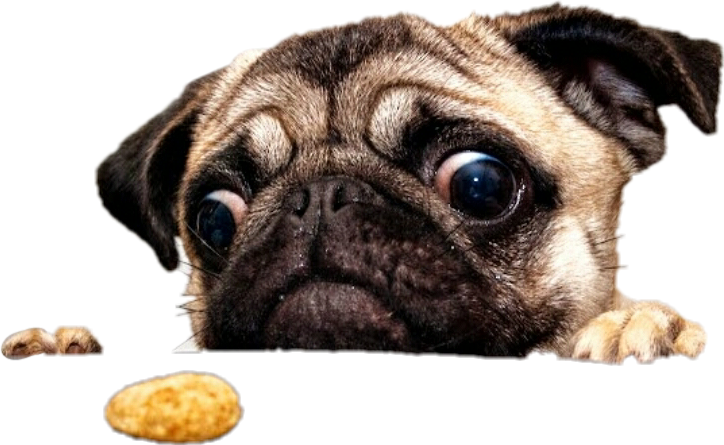 Leaveland Pug Dog Custom Pillowcase 12 X 20 Inches (724x445), Png Download