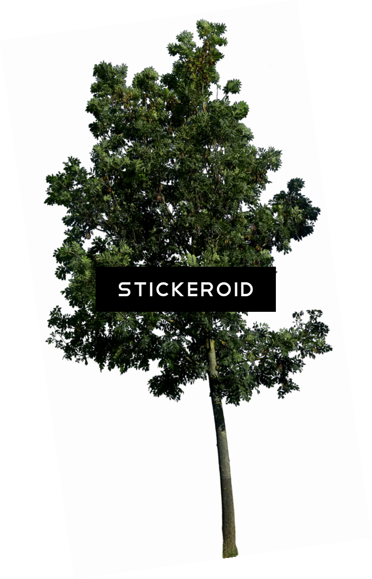 Tree S & S Becuo - Tree Png (743x1155), Png Download