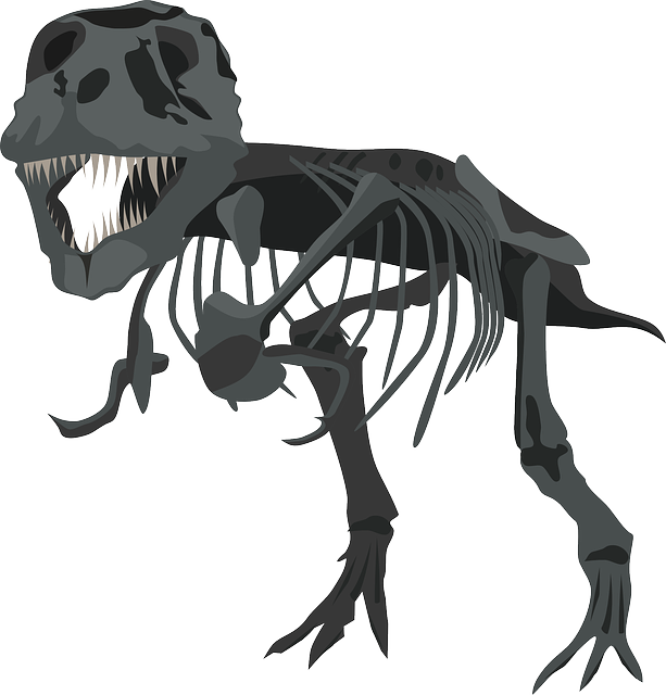 Free Photo Carnivore Skeleton Dinosaur Tyrannosaurus - T Rex Skeleton Png (613x640), Png Download