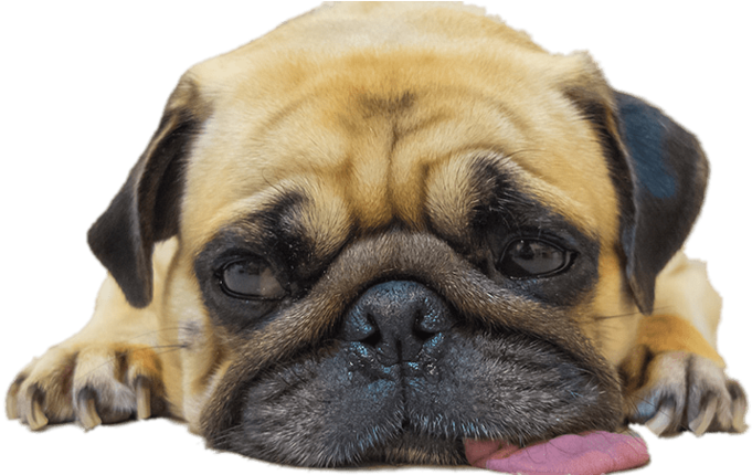 Worn Out Pug - Pug At The Dentist (400x400), Png Download