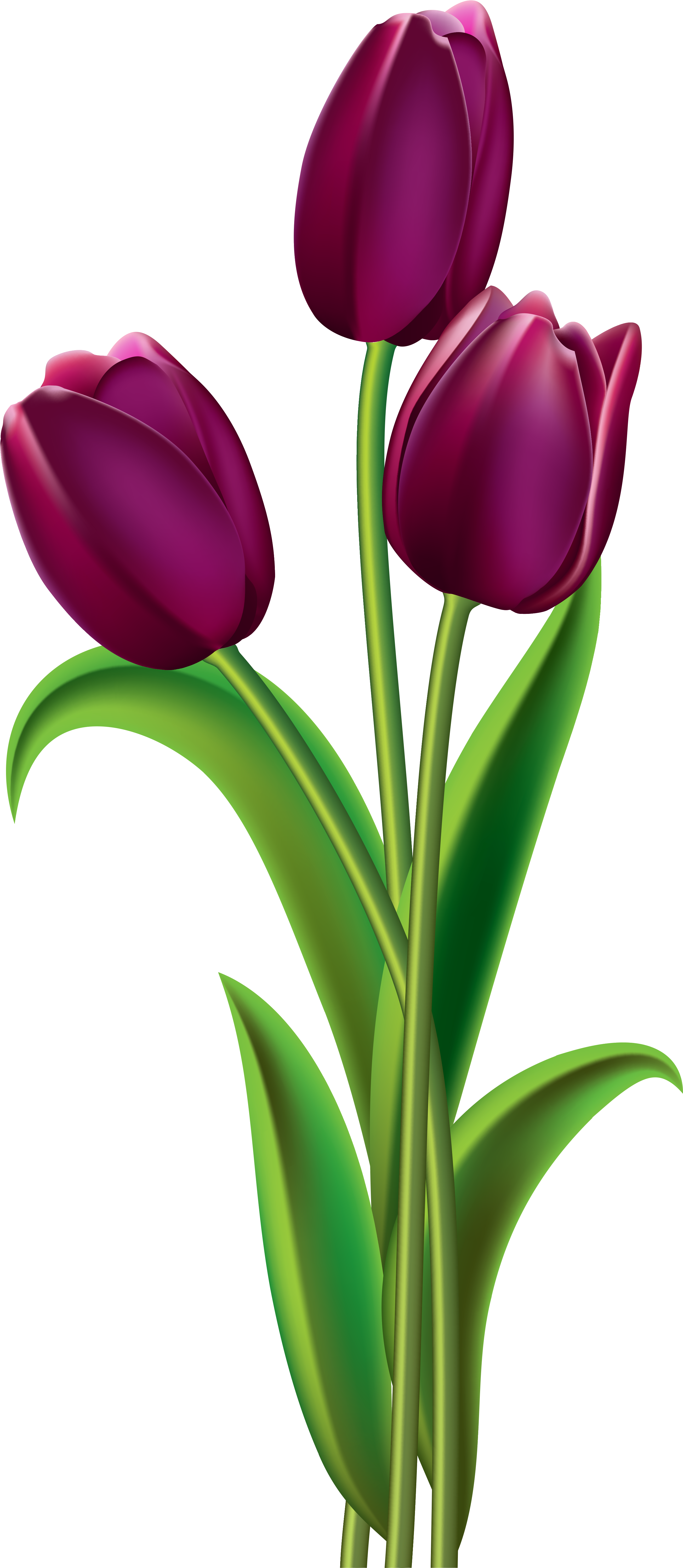 Transparent Tulip Clear Background - Purple Tulips Clip Art (2905x6323), Png Download