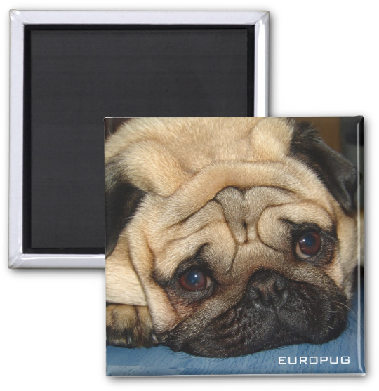Europug Face Photo Magnet - Zazzle Euro Pug Face Cosmetic Bag (615x615), Png Download