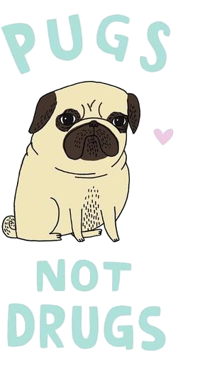 Transparent Pug - Pugs Not Drugs Cute Ladies Pug Dog T-shirt (430x603), Png Download