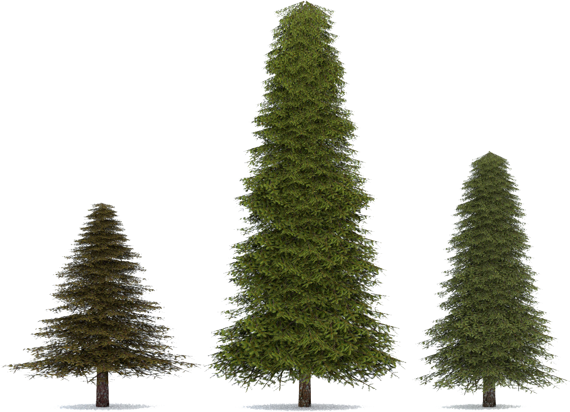Firtree Png Transparent Image Fir Free Transparent PNG Download