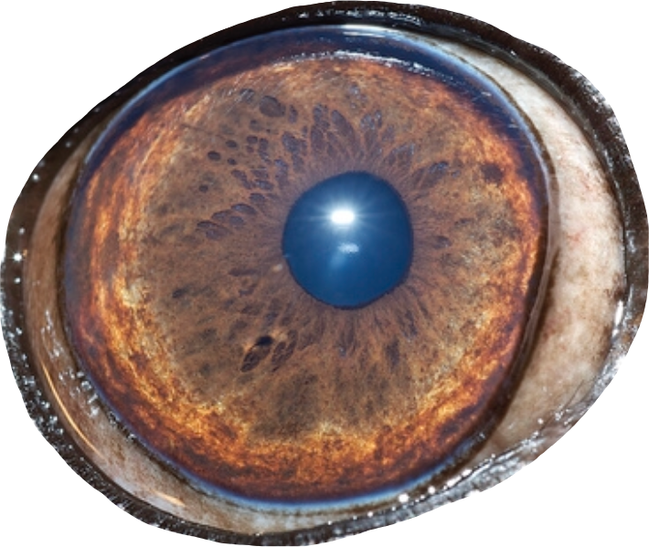 Eye Bloodshot Redeye Bloodshoteyes Face Bigeyes Pug - Circle (710x599), Png Download