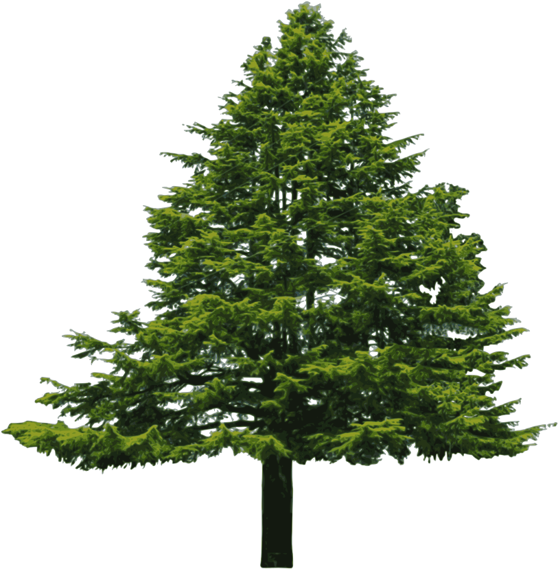 Evergreen Fir Trees Vector Art Illustration - Stillpoint Mission (800x618), Png Download