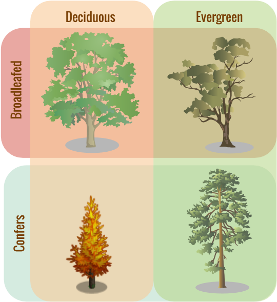 Tree Classifications - Evergreen Trees Vs Deciduous (553x599), Png Download