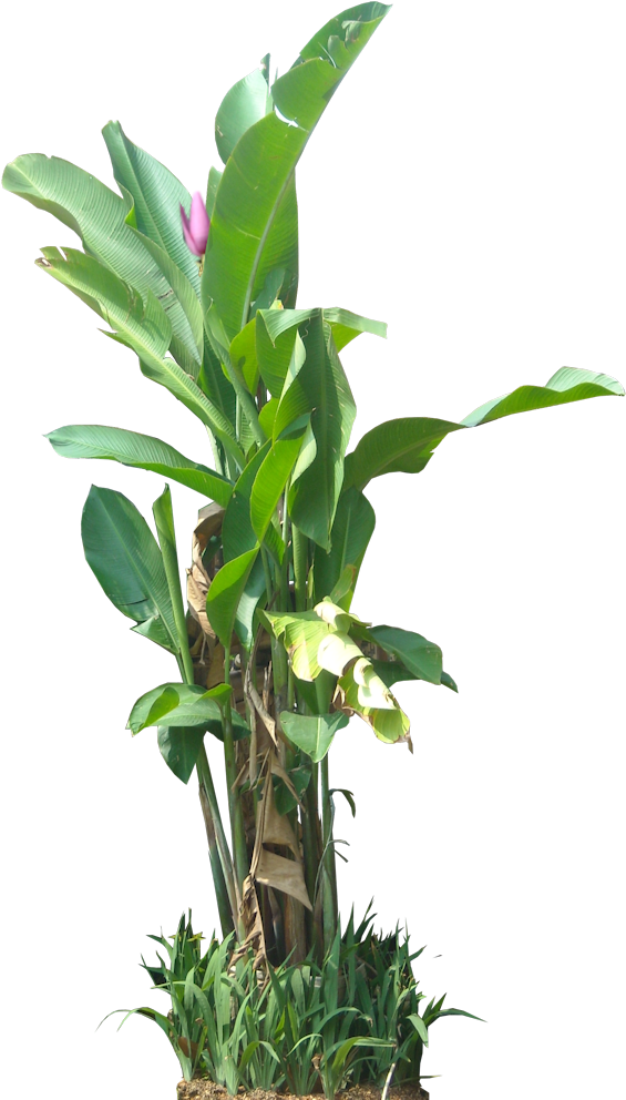 Download Tropical Plant Pictures Png Banana Tree PNG Image with No