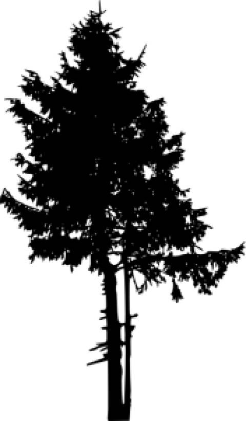 Pine Tree Png Free - Pine Tree Tree Silhouette (480x819), Png Download