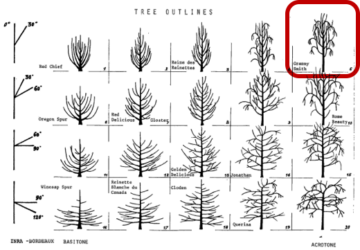 Tree Habit Diagram From Lespenasse, Lespenasse, And - Tree (520x361), Png Download