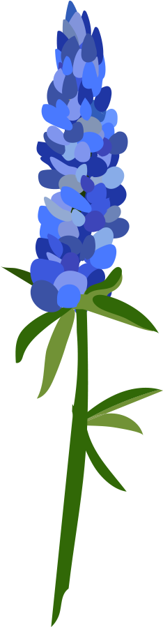 Bluebonnet Clipart At Getdrawings - Texas Bluebonnet (436x1000), Png Download