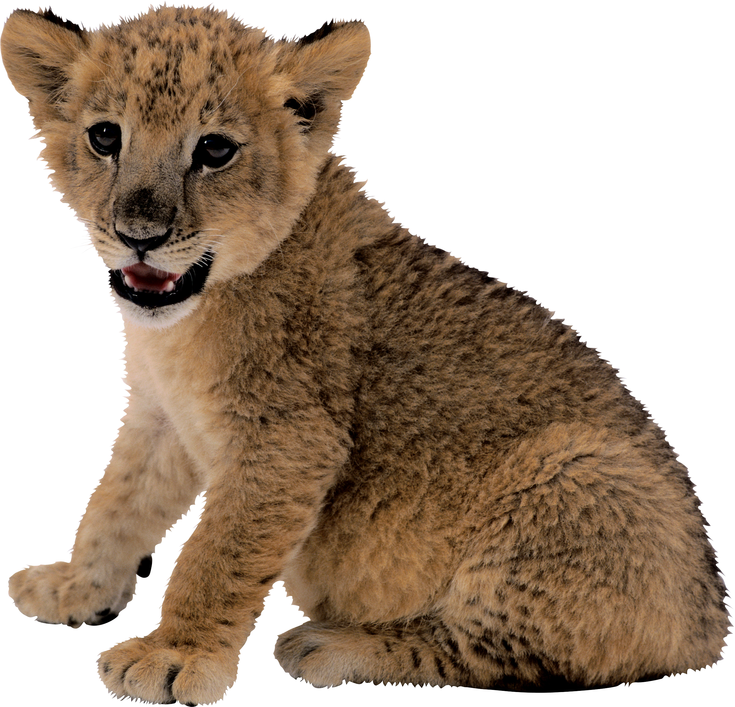 Lion Cub Transparent Background (2456x2363), Png Download