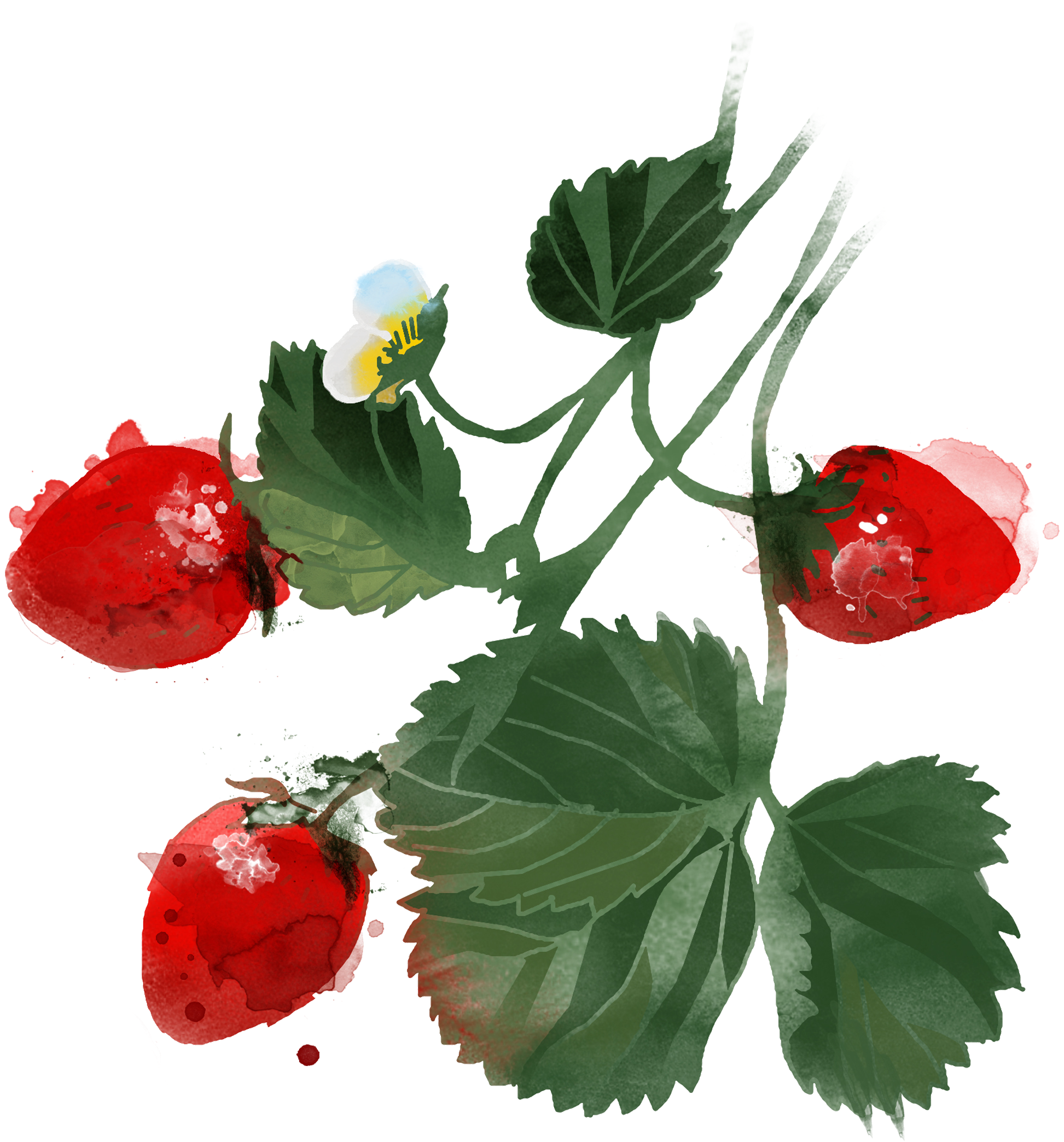 Image Black And White Stock Watercolor Painting Hand - Fruit (2500x2500), Png Download