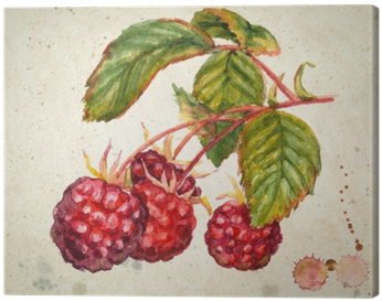 A Branch Of Raspberry - Raspberry Watercolor (400x400), Png Download
