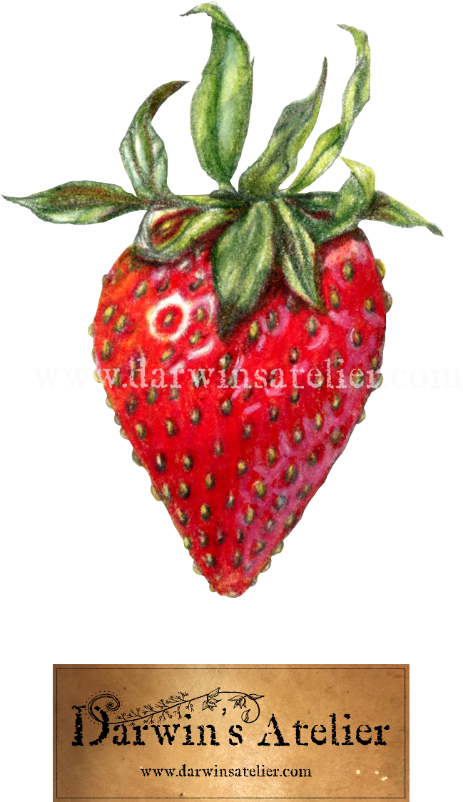 Strawberry W Logo W Watermark (742x1200), Png Download