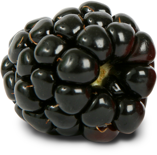 Blackberry Png Free (1000x1000), Png Download