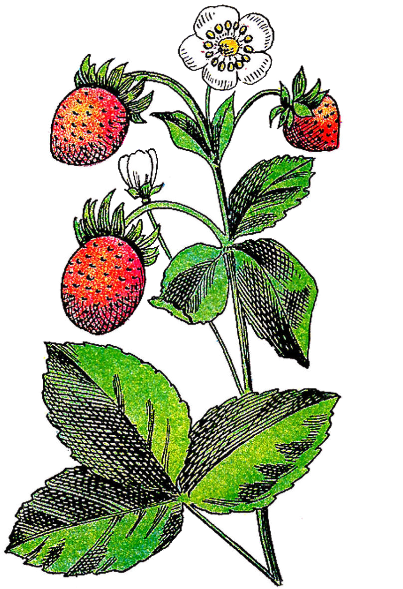 Fruits Flowers Clipart - Free Images Strawberry Flower (1073x1519), Png Download