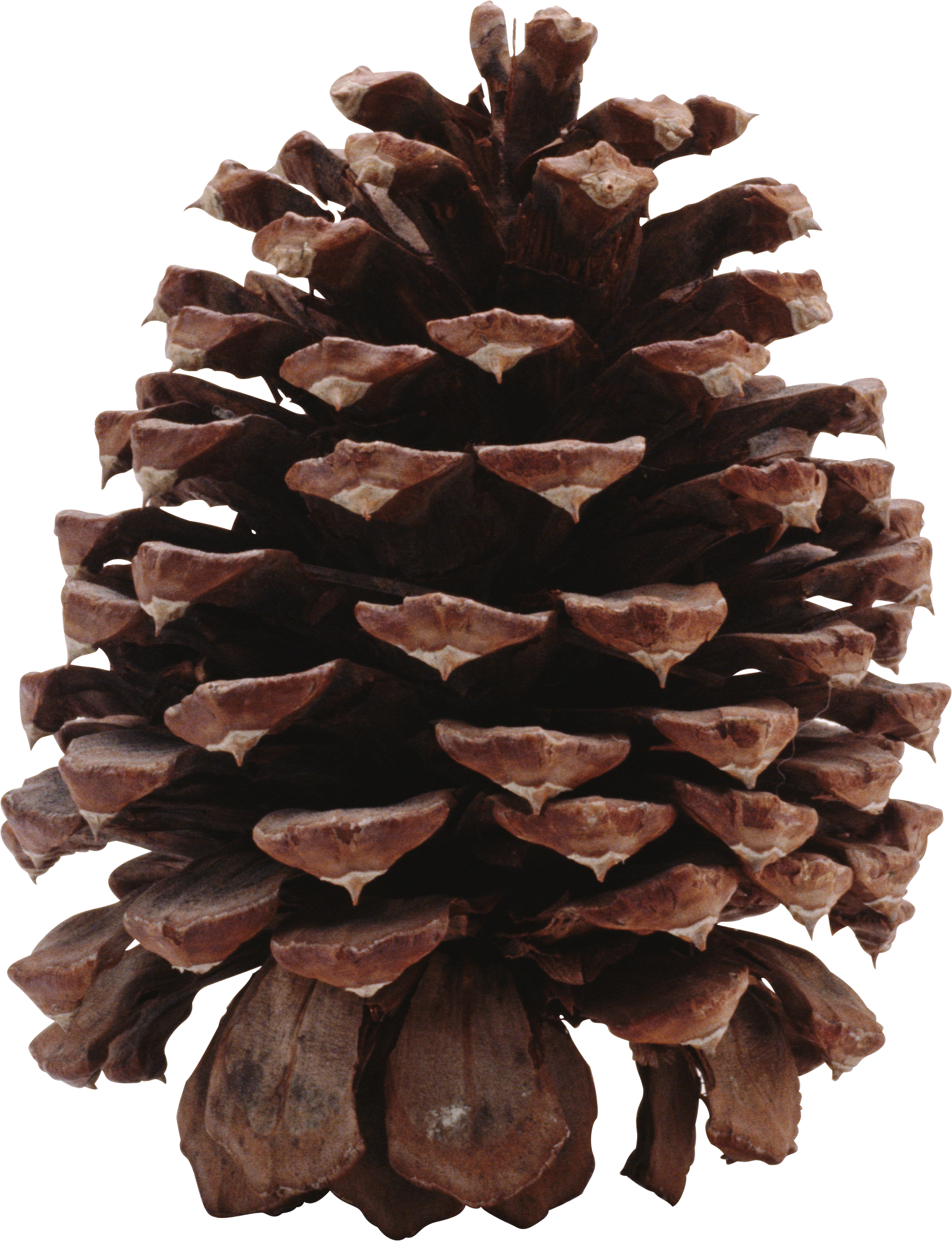 Pine Cone Png (1575x2053), Png Download