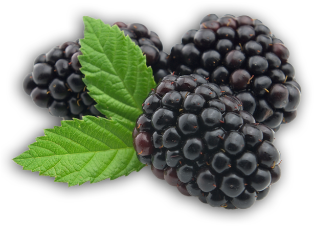 Blackberry Png - Blackberry Fruit Transparent (683x639), Png Download