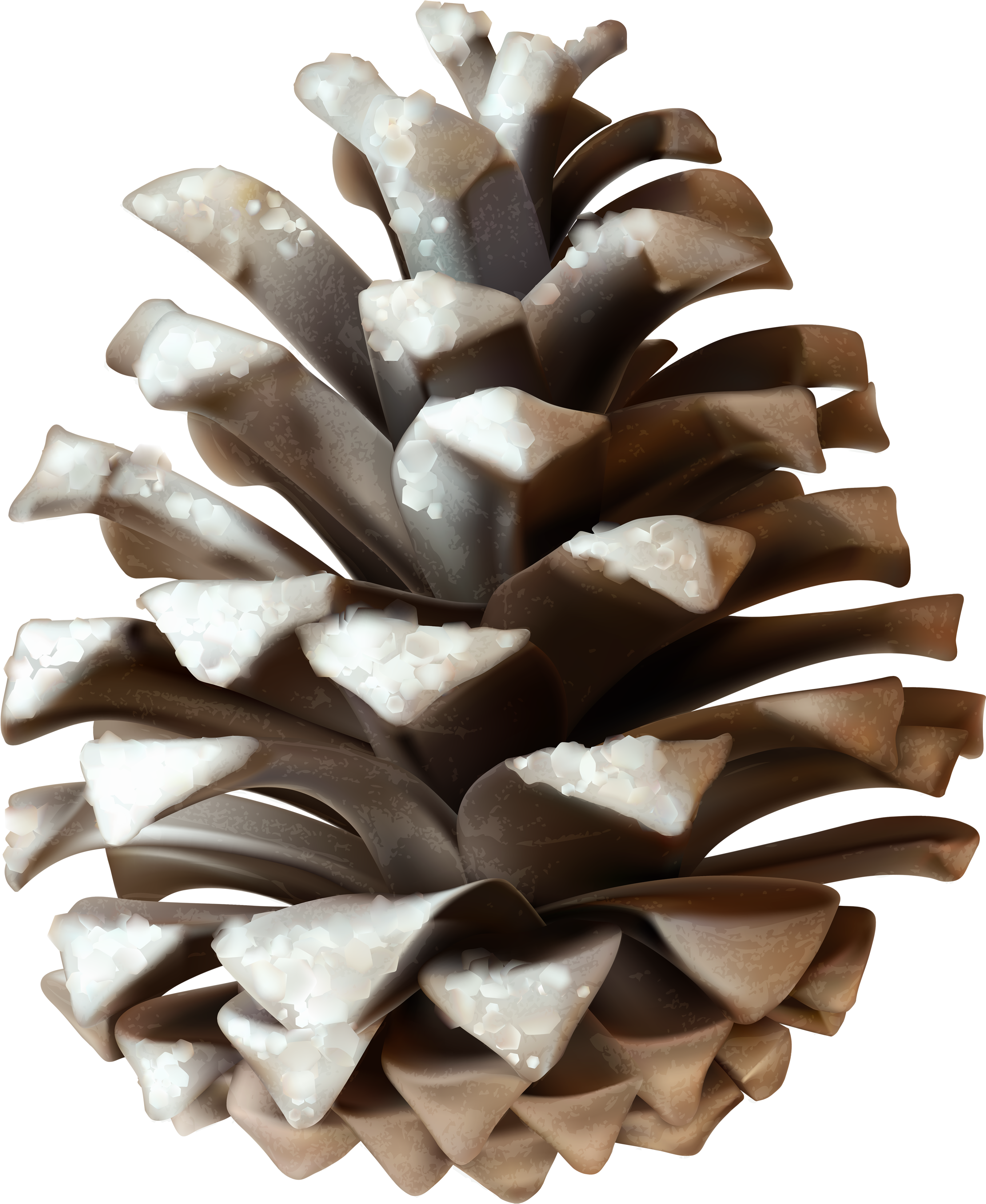 Conifer Cone (3406x4078), Png Download