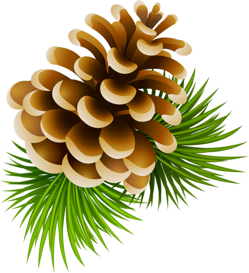 Image Download Clipart Pinecone - Pinecone Clipart (800x876), Png Download