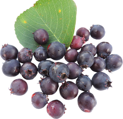 49 6 - Shadbush (427x413), Png Download