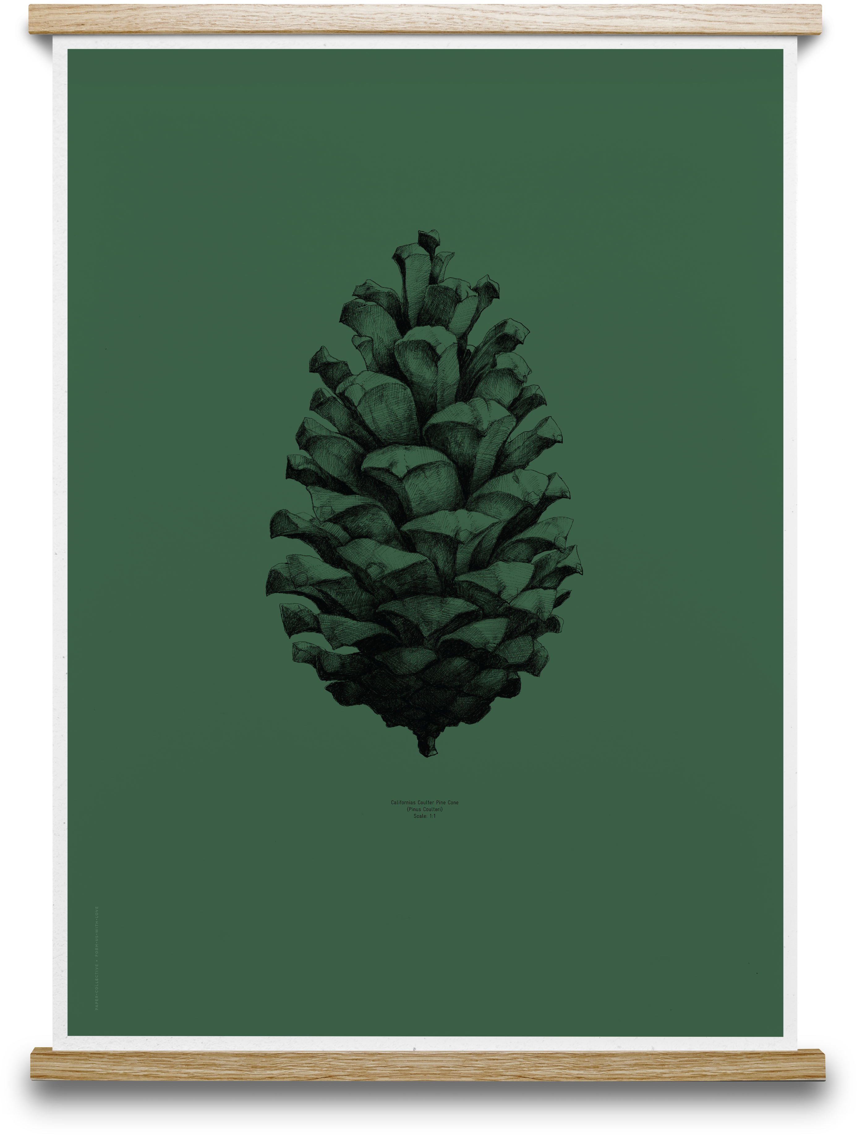 постер сосны. Pinecone print. постеры с шишками. постер сосна. постер сосна.