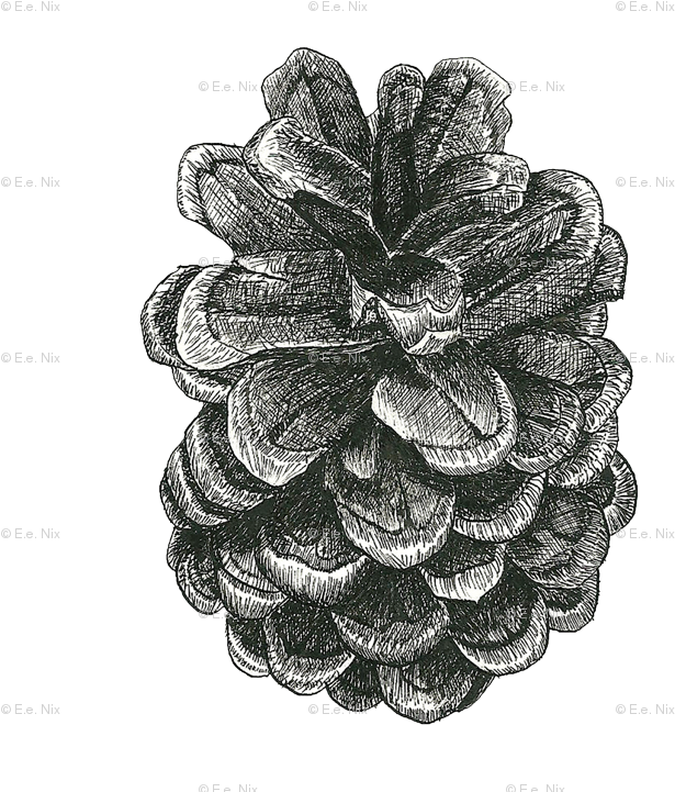 Ink Pinecone Wallpaper - Drawing (750x750), Png Download