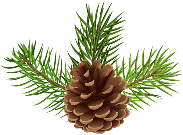 Pine Cone Png Clip Art Image - Lodgepole Pine (600x442), Png Download