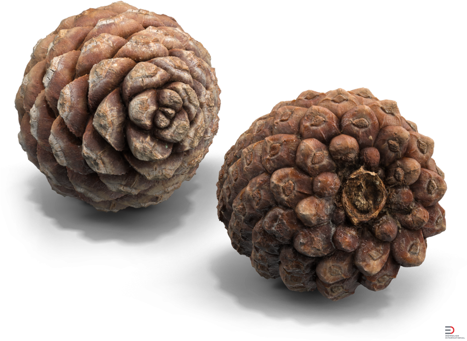 5 Pine Cone Royalty-free 3d Model - Conifer Cone (920x690), Png Download