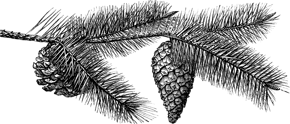 Pinecone Illustration - Pine Cone Black And White Transparent (975x418), Png Download