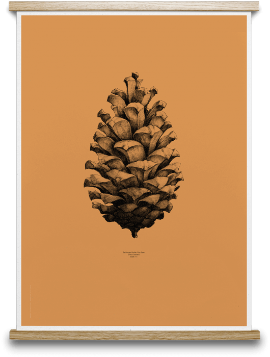 1 Pine Cone - Paper Collective Nature 1:1 Pine Cone Poster, White (530x700), Png Download