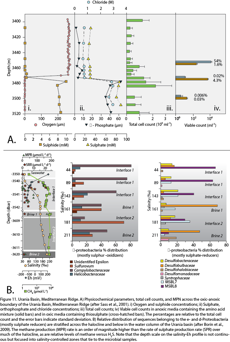 Sulphide Concentration In The Urania Basin Increases - Millimetre (769x1142), Png Download