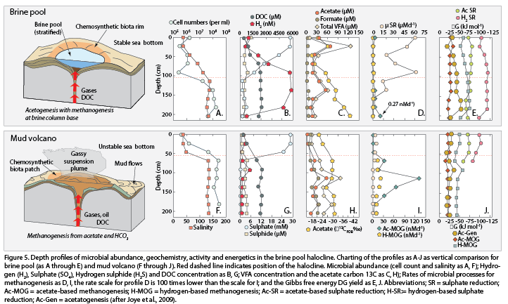 Hypersaline Brines And Entrained Gases Escaping And - Diagram (722x433), Png Download