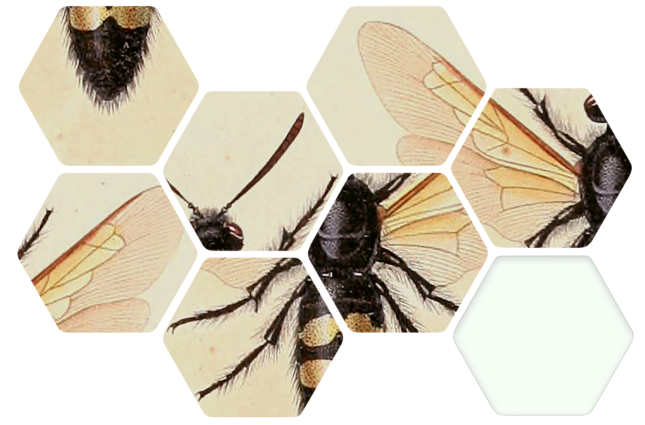 How Are The Bees (2500x1665), Png Download