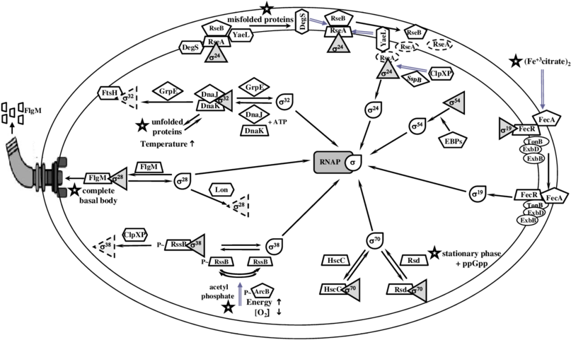 Regulation Of Factors By Anti-factors In E - E. Coli (850x495), Png Download