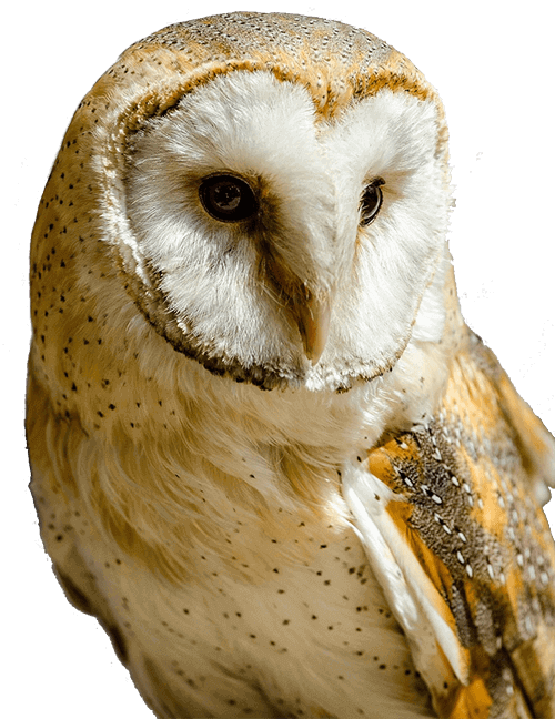 Barn Owl Transparent - Barn Owl Portrait (500x648), Png Download