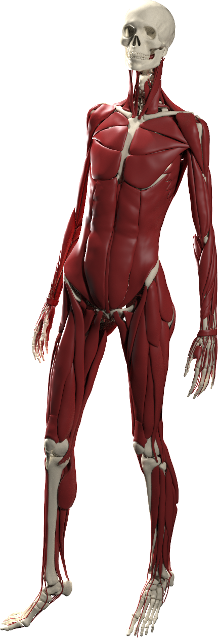 The 'ada' Model Is A Slender Female Build Above Average - Anatomy (431x1261), Png Download